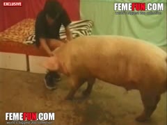 In heat, a big pig fucks a man's ass from behind.